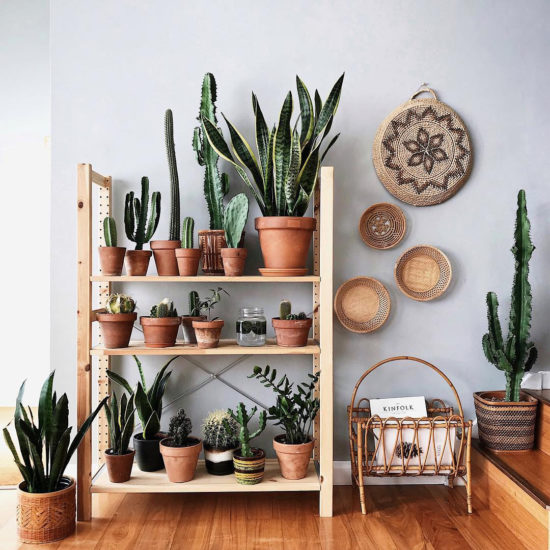 How To Display Indoor Plants Like a Pro – AFFORDABLY! | RARE AND WORTHY