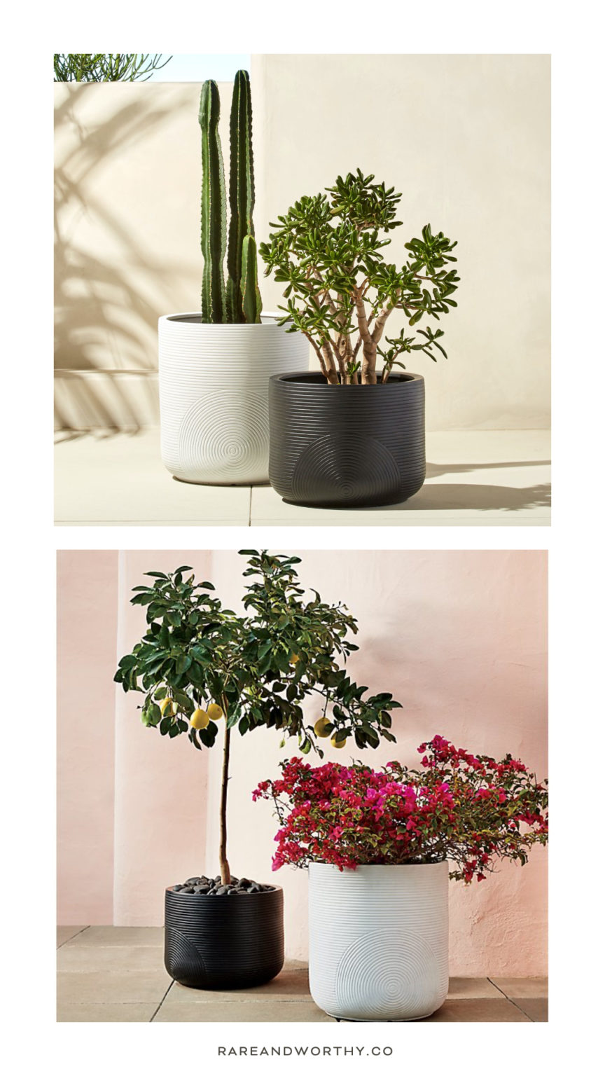 How To Display Indoor Plants Like A Pro Affordably Rare And Worthy 